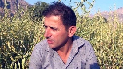 Irak Sınırında İmece Usulü Susam Hasadı