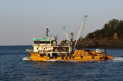 Palamut Fiyatı Rekor Kırıyor, Hamsi Düşüşte