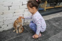 SOKAK HAYVANLARI - Sevginin Festivali Açıklaması Festpati