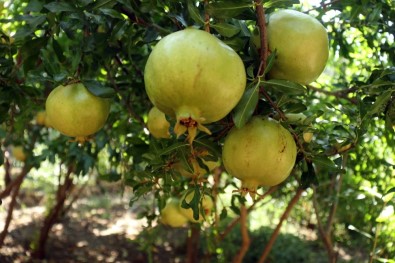 Bitlis'te Nar Hasadı