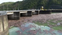 Her Sel Sonrası Borçka'daki Muratlı Barajı Çöplüğe Dönüyor Haberi