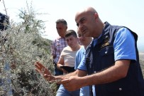 ORMAN İŞLETME MÜDÜRÜ - Manisalı Orman Köylüsünün Yüzü ORKÖY'le Güldü