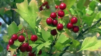 Ovacık'ta Güz Renkleri Göz Kamaştırıyor