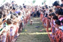 SOKAK HAYVANLARI - Patifest, Renkli Görüntülerle Sona Erdi