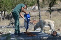 EMRE ÇıNAR - Sokak Hayvanları Altındağ Belediyesi'ne Emanet