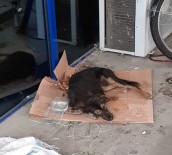 SOKAK HAYVANLARI - Zehirledikleri Sokak Köpeğini Poşet İçinde Ölüme Terk Ettiler