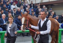 16 Arap Yarış Atının Satışından 3 Milyon 445 Bin TL Gelir Elde Edildi