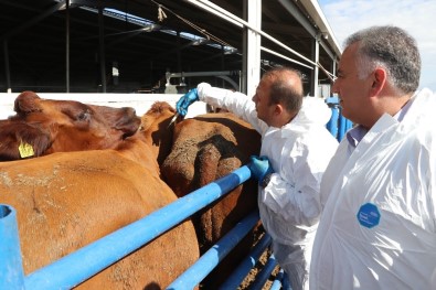 Aksaray'da Hayvanlara Şap Aşılama Çalışması Başladı