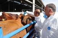 MEHMET YıLDıZ - Aksaray'da Hayvanlara Şap Aşılama Çalışması Başladı