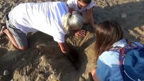 ÖĞRETIM GÖREVLISI - Belek'te 70 Bin Caretta Caretta Mavi Sularla Buluştu