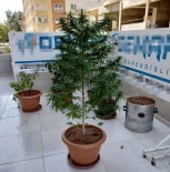 ODABAŞı - Çiçek Saksısında Hint Keneviri Yetiştirdi