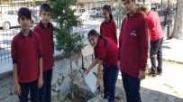 Ortaokul Öğrencileri Ağaç Bakımı Yaptı
