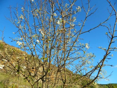 Posof'ta Sonbahar Ve İlkbahar Birlikte Yaşanıyor