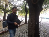 İSTANBUL ÜNIVERSITESI - Risk Oluşturan Ağaçlar 'Sonik Tomografi' İle Tespit Ediliyor