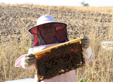 Arı Fobisi İşe Dönüştü Yılda 750 Kilo Bal Üretiyor