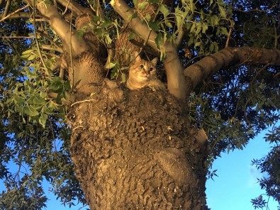Köpekten Korkan Kedi 2 Saat Ağaçta Mahsur Kaldı