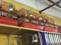 FLORYA KUŞU - Koruma Altındaki Kuşları Kafeste Besleyen Şahsa 13 Bin 390 TL Ceza