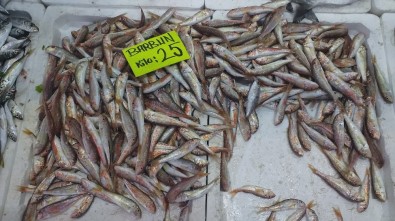 Tezgahta Balık Fiyatları Arttı