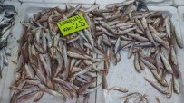BALIK TEZGAHLARI - Tezgahta Balık Fiyatları Arttı