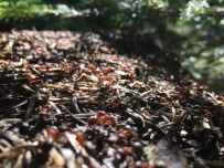 ZAFER PEKER - Uludağ'ın Orman Bekçileri Kırmızı Karıncalar