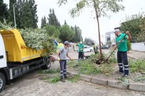 FATIH ATAY - Efeler Belediyesi'nden Ağaçlara Mevsimlik Bakım