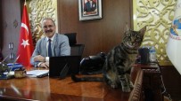 SEYHAN NEHRİ - Kaymakam Makamında Kedi, Bahçesinde Köpek Besliyor