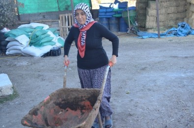 4 Çocuk Annesi Kadın Hayvancılık Yapmak İçin Köye Taşındı