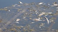 TARIM İLACI - Antalya'da Yüzlerce Balık Telef Oldu