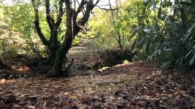 Karadeniz'de Sonbahar Güzelliği