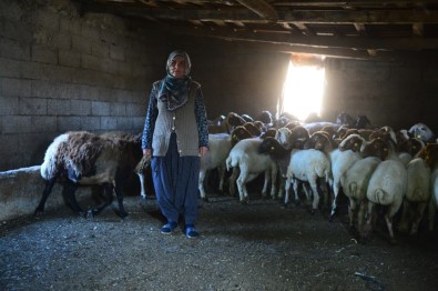 Koyunları Çalınan Ayşe Teyzenin Gözyaşları Dindi