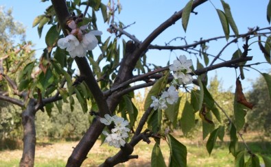Turgutlu'da Kiraz Ve Erik Ağaçları Çiçek Açtı