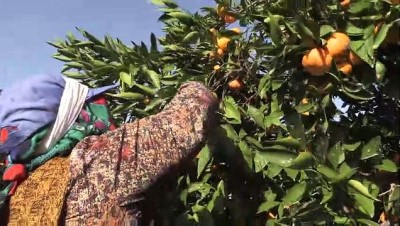 Verimi Düşen Mandalina, Kalitesiyle İhracatı Dengeleyecek