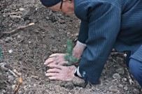 SABIT KAYA - Akhisar Belediyesi Ve Kaymakamlığının Desteğiyle 27 Bin Fidan Toprakla Buluştu