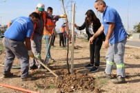 MUAMMER AKSOY - Büyükşehir'den Milli Ağaçlandırma Gününe Destek