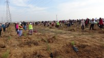 CAFER SARıLı - Çorlu'da 20 Bin Fidan Toprakla Buluştu