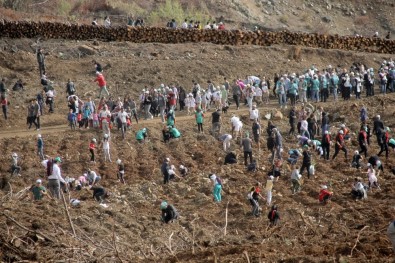Fethiye'de 10 Bin 300 Fidan Toprakla Buluştu