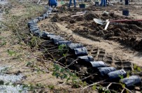 HARUN SARıFAKıOĞULLARı - Giresun'da 115 Bin Fidan Toprakla Buluştu