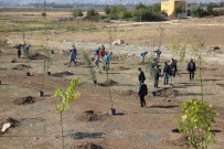 KONUKLU - Haliliye Belediyesinden Milli Ağaçlandırma Günü'ne Destek