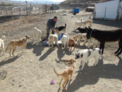 Her Gün 250 Köpeğin Bakımını Üstleniyor