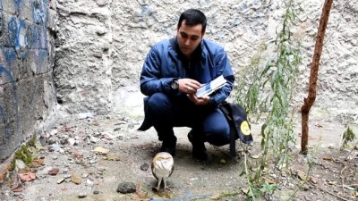 Manisa'da Yaralı Bulunan Peçeli Baykuş Tedavi Altına Alındı