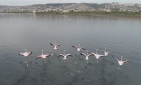 FLAMİNGO - (Özel) İzmit Körfezi, 'Kuş Cenneti' Haline Geldi