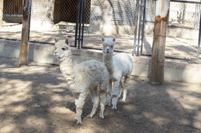 Tarsus Hayvan Parkında Tür Sayısı Alpaka Ve Koati İle 83'E Ulaştı