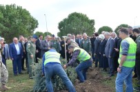 MUAMMER EROL - Yalova'da 31 Bin 350 Ağaç Dikildi