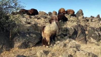 Ağrı Dağı Son Yaylacıları Uğurladı