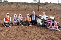 SUAT SEYITOĞLU - Başkan Davut Aydın, Mevsimlik İşçilerle Fidan Dikti