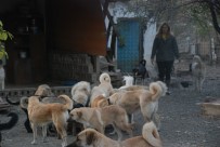 SEBZE HALİ - Karı Koca, Emanet 100'Ün Üzerinde Köpeğe Gözü Gibi Bakıyor