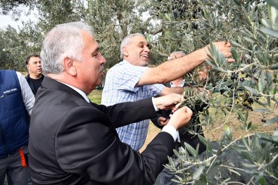 Vali Zeytin Hasadı Yaptı