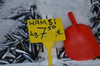 Yerli Hamsi Tezgâhlarda 7,5 TL