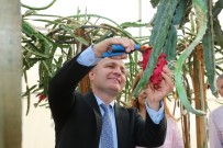 MUSTAFA ÜNAL - Akdeniz Üniversitesi Ziraat Fakültesi'nde Tropik Meyve Hasadı