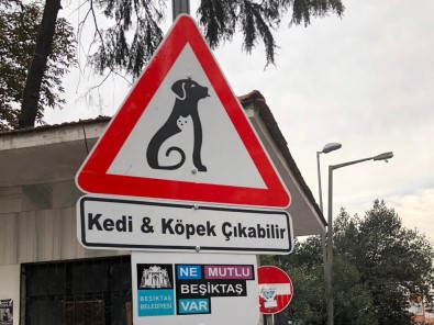 Beşiktaş'ın Sokaklarında 'Kedi Ve Köpek Çıkabilir' Farkındalığı